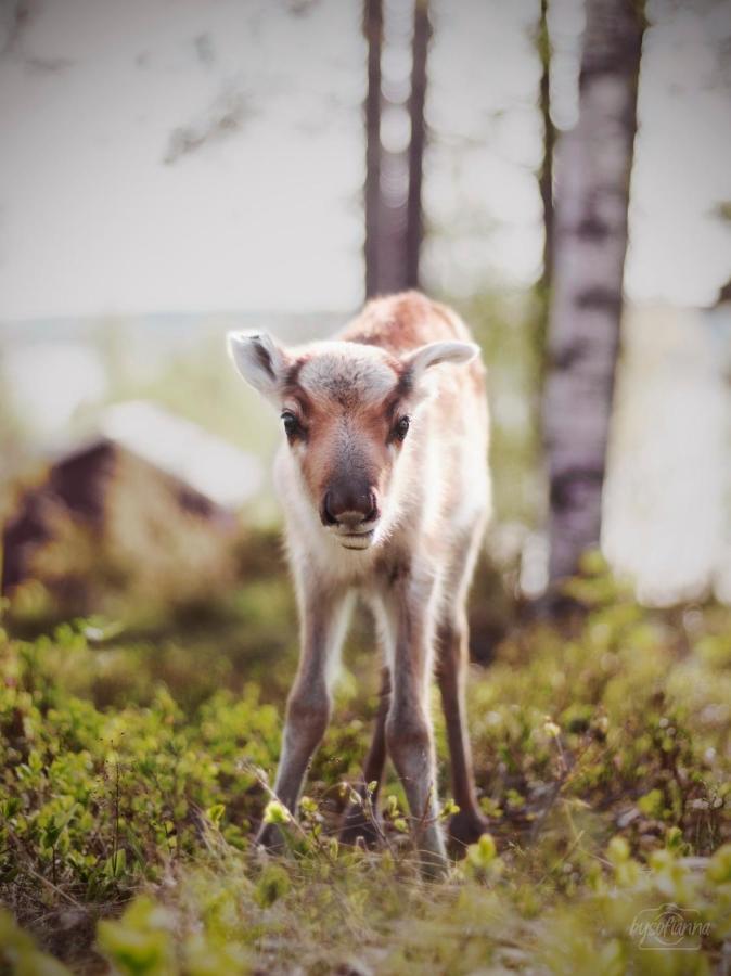 Beautiful Rural Experience With Reindeer Villa Tervola Luaran gambar