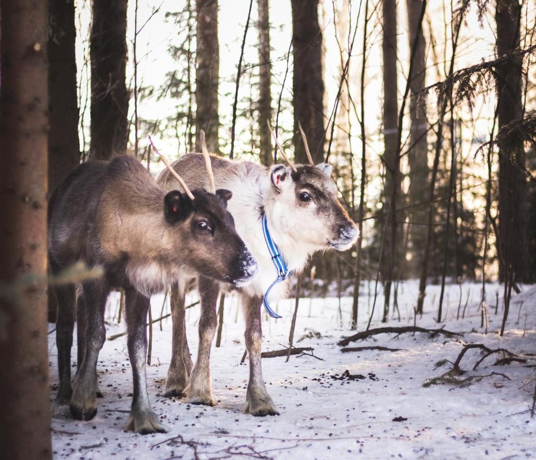 Beautiful Rural Experience With Reindeer Villa Tervola Luaran gambar